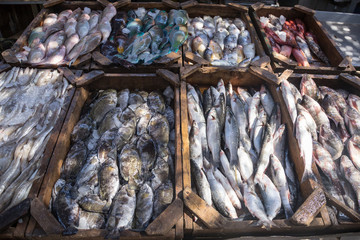 Fresh fish on Egyptian market
