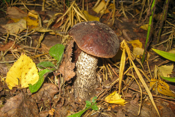 growing mushroom in the grass