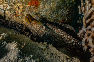 Moray eel Mooray lycodontis undulatus in the Red Sea, eilat israel