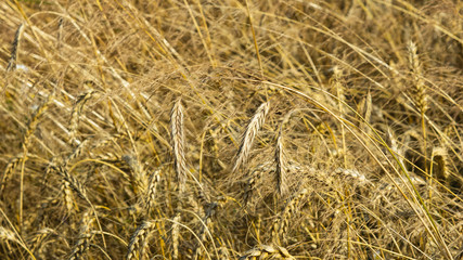 Field of rye with ears close-up background, selective focus, shallow DOF
