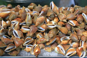 Fresh snail on ice at local market in Thailand.