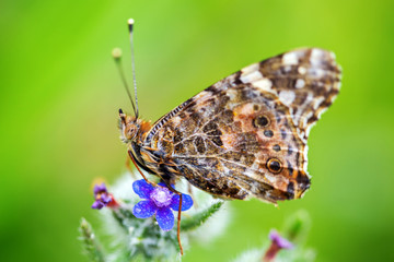  Painted lady butterfly background