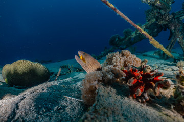Moray eel Mooray lycodontis undulatus in the Red Sea, eilat israel
