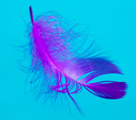 Blue feather isolated on blue background