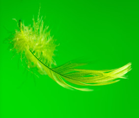 Green feather isolated on green background