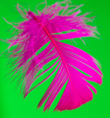 Pink feather isolated on green background