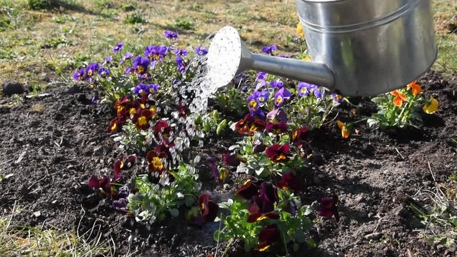 Watering flowers (pansy) in spring