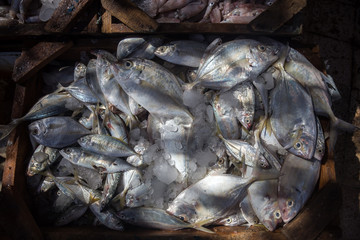 Fresh fish on Egyptian market