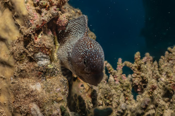 Moray eel Mooray lycodontis undulatus in the Red Sea, eilat israel