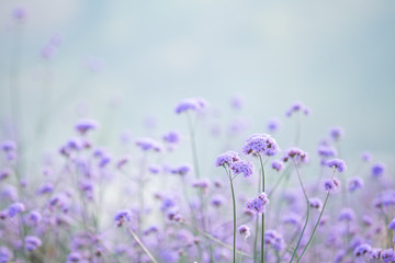 Beautiful purple flower background.
