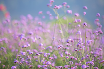 Beautiful purple flower background.