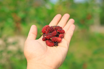 Mulberry fruits on hand. Organic fruit.