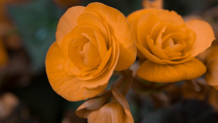 orange rose in the garden