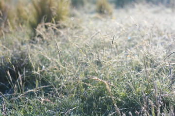 Obraz na płótnie Canvas Morning. Grass covered with dew. Light and freshness.