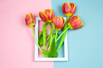 tulips in white frame flat lay on  pastel pink and blue background