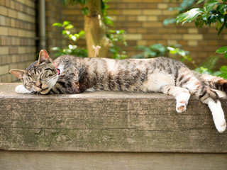 縁で眠っている公園の猫