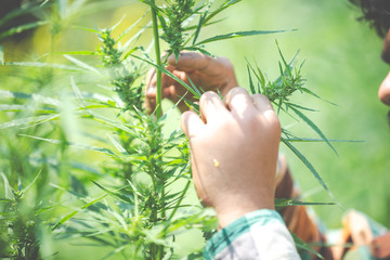 Farmer checking cannabis plants in the fields before harvesting.