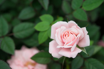 pink rose in garden