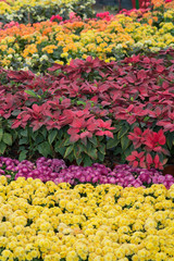 colourful flower in garden