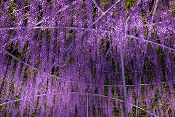 View of full bloom Purple pink Giant Wisteria trellis. mysterious beauty when lighted up at night with colorful blossoming flowers. Ashikaga Flower Park, Tochigi , famous travel destination in Japan