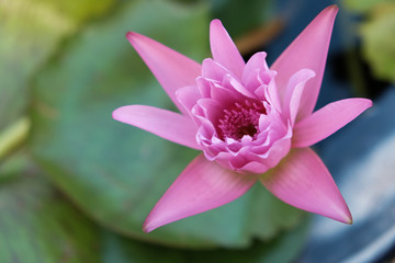 purple lotus in swamp