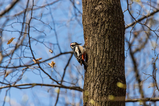 Sofia, Bulgaria, 04.14.2019 - Borisova Gradina Park