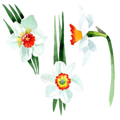 White narcissus floral botanical flower. Watercolor background set. Isolated narcissus illustration element.
