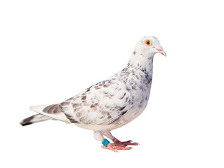 full body of grizt color speed racing pigeon bird isolate white background
