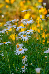 Macro shot of field flowers - Stock Image