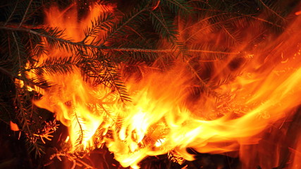 Fototapeta na wymiar Forest fire - fir branches in the flame close-up