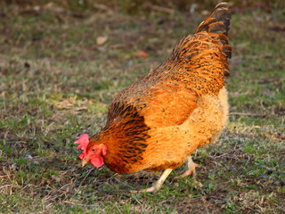 Motley brown chicken in the backyard - farming, poultry
