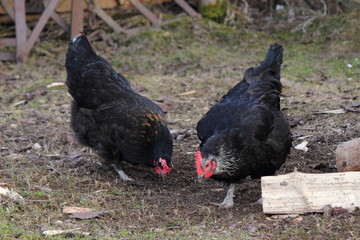 Two black chickens in the backyard-farming, poultry