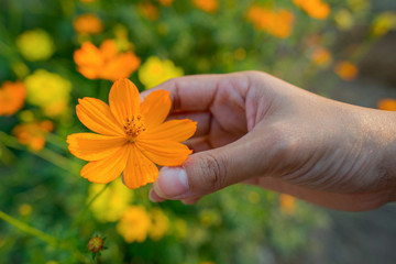 sulfur cosmos flower in woman hand