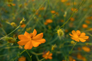 sulfur cosmos flower in the garden