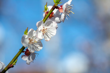 Beautiful floral spring abstract background of nature.