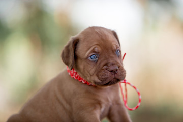 Bordeaux puppy in nature