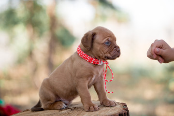 Bordeaux puppy in nature