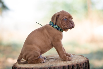 Bordeaux puppy in nature