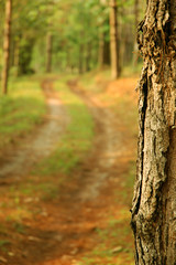 walking on the trees in the provinces
