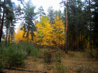  Autumn forest in bright colors
