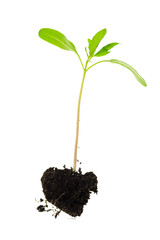young shoot of a plant on a white background