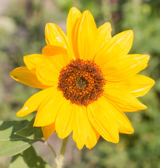 flower of sunflower