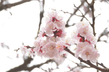 杏の花