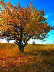 Fototapeta na wymiar Lonely apricot tree in the golden colors of autumn
