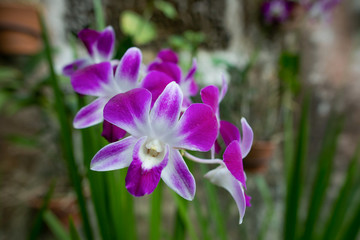 orchid flower in the garden