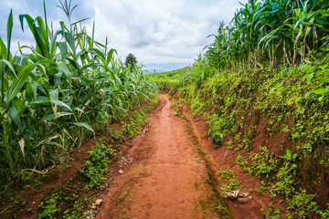 Fototapeta na wymiar Corn farm plantation on hill landscape with Mountain View background