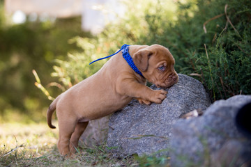 Bordeaux puppy in nature