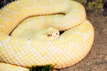 Great Basin Rattlesnake. Albino. The snake is very poisonous. Perenyi a pit Viper common in the Western United States, in the Prairie, rocky gorges and high mountains. Its length can be from 1 to 1.5 