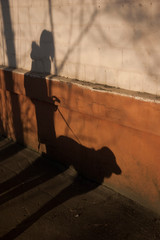 shadows of a girl and a dog