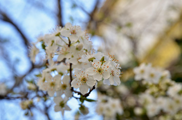 flowers in spring